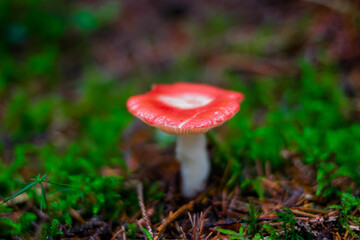 Small red forest mushroom, green grass around