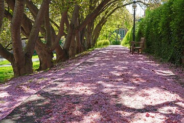 Pink cherry blossom petals covering the ground under sakura trees in the spring