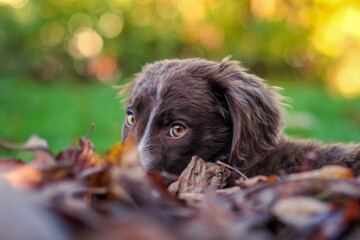 Little puppy dog lying on the leaves in autumn