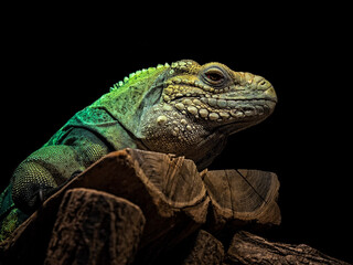 Iguana sitting on wood with a black background