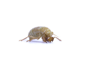 Close up of young cicada larva isolated on white background. Macro insects. Entomology species.