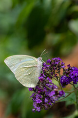 butterfly on flower