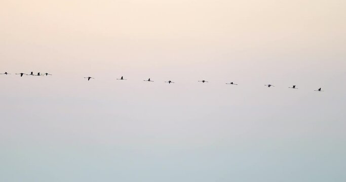 Lockdown shot of silhouette birds flying against clear sky at sunset - Camargue, France