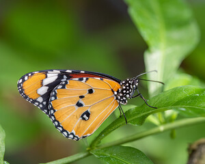 butterfly on leaf