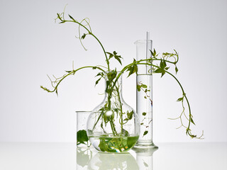 plantes et feuilles naturelles dans de la verrerie de laboratoire pour la recherche scientifique, ballon, bécher, éprouvette