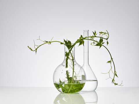 plantes et feuilles naturelles dans de la verrerie de laboratoire pour la recherche scientifique, ballon, bécher, éprouvette