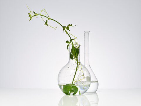 plantes et feuilles naturelles dans de la verrerie de laboratoire pour la recherche scientifique, ballon, bécher, éprouvette