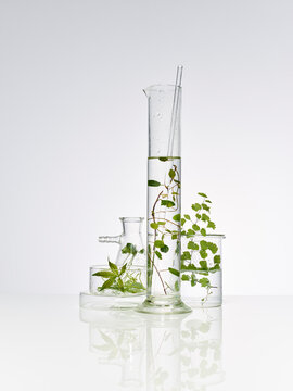 Plants and leaves in laboratory equipment