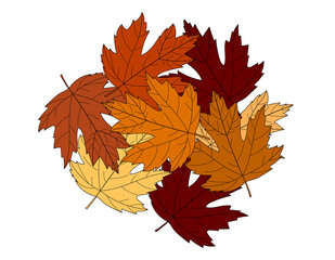 Postcard autumn maple leaves on white background vector illustration