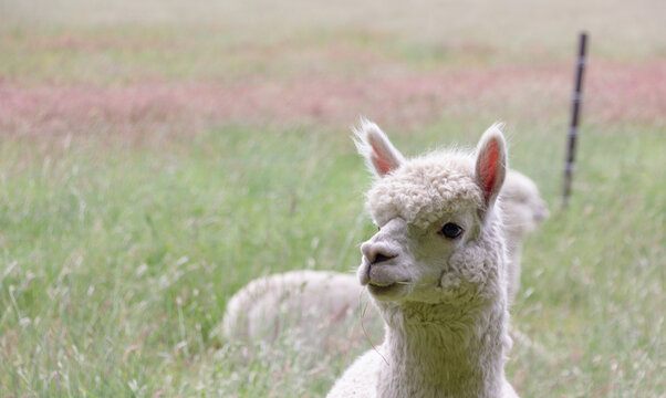Flauschiges Alpaka-P&auml;rchen auf der Wiese