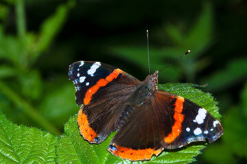 Fototapeta na wymiar Red admiral Butterfly ( scientific name, Vanessa Atalanta ) taken at a gravel pit in Derbyshire , England.