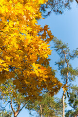 Yellow maple leaves in autumn