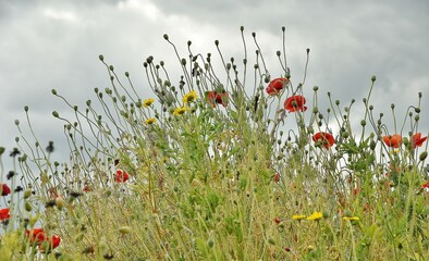 Wild flowers with a grey cloudy sky background.