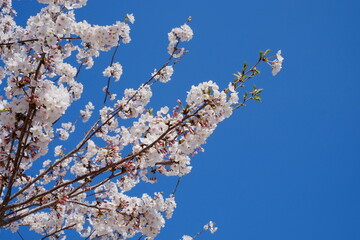 桜