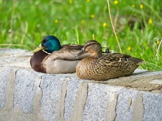 A pair of wild ducks sitting on the stone wall over the pond. Background of soft blurred grass and flowers. Mallard. Anas platyrhynchos.