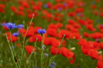 Red poppies fields