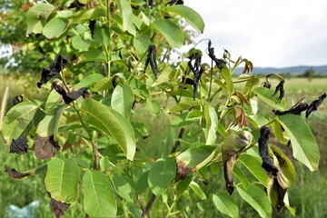 Walnut tree diseases, anthracnose