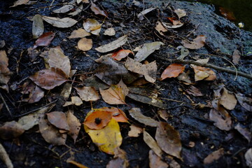 枯れ葉