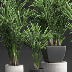 palm tree in a black pot isolated on black background