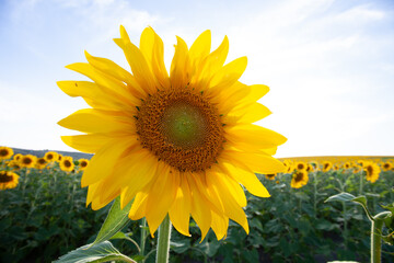Sunflower flower in the middle of an unripe plantation of green sunflowers. Selective focus.