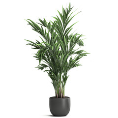  palm tree in a white pot isolated on white background