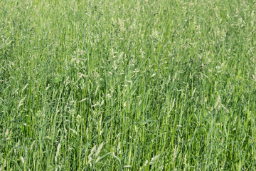 Green grass background. Lush juicy strong green cereals. Feed base for animals. Allergen.