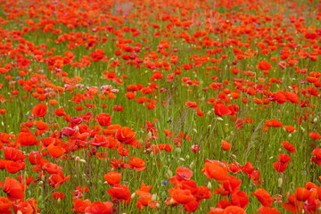 Red poppies fields