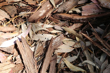 Closeup of eucalyptus leaf litter and bark on the ground.