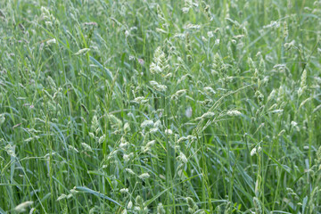 Obraz premium Green grass background. Lush juicy strong green cereals. Feed base for animals. Allergen.