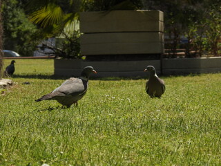 duck and ducklings