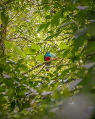 Male Resplendent Quetzal Sitting On A Branch in Tropical Forest in Costa Rica