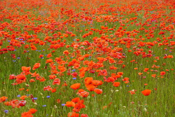 Red poppies fields