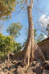 Ruins Ta Prohm temple and Banyan Tree Roots, Angkor Wat complex, Siem Reap, Cambodia.