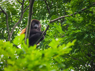 Howler Monkey sitting in tree in tropical forest in Nicaragua