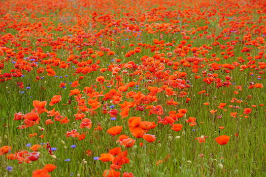 Red poppies fields © Angelika