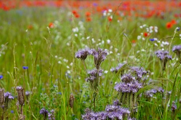 Red poppies fields