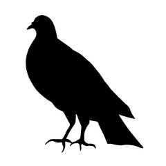 Colored gray dove stands on its feet on a white background