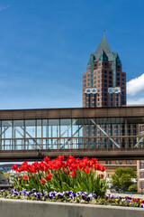 Crimson tulips reflect the spring sunshine in a planter along a bridge in Milwaukee, Wisconsin