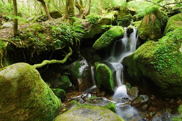 Fototapeta na wymiar 이끼와 폭포가 어울어진 숲속의 시원한 풍경,a cool view of the forest with moss and waterfalls.