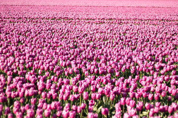 Field of purple tulips in the Netherlands 