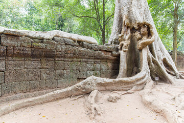 Ruins Ta Prohm temple and Banyan Tree Roots, Angkor Wat complex, Siem Reap, Cambodia.