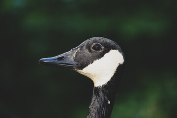 Goose head shot