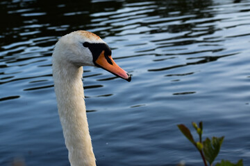 Obraz premium Swan Headshot