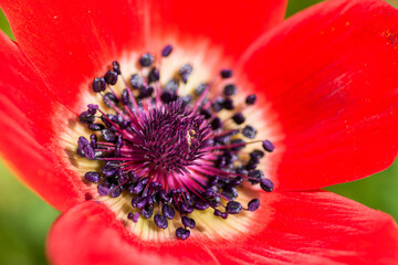 Closeup of a red Anemone flower