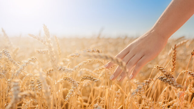 Harvest concept, close up of female hand in the wheat field with copy space. Gold wheat field banner