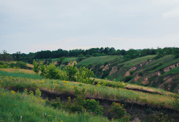 Fototapeta na wymiar vineyard in the morning. landscape with river and forest