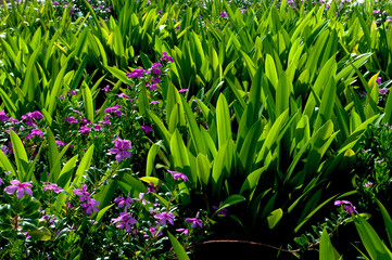 Obraz premium green leaves texture and background.Colorful decorative leaves