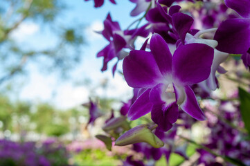 purple orchids or violet orchids isolated on blurred background