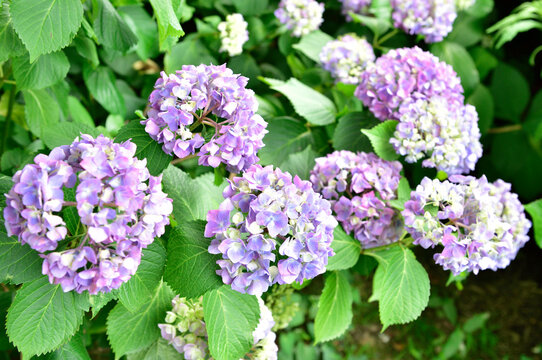 177 Best ピンク 花 庭 美しい 夏 紫 葉 赤 日本 満開 Images Stock Photos Vectors Adobe Stock