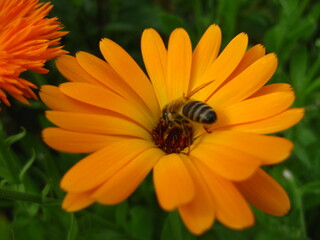 Ringelblume, Biene und Natur